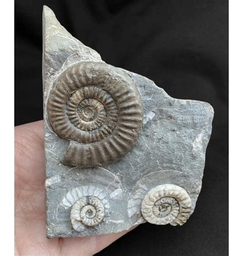 genuine fossils for.